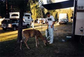 Brian Feeding a Deer